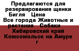 Предлагаются для резервирования щенки Бигля › Цена ­ 40 000 - Все города Животные и растения » Собаки   . Хабаровский край,Комсомольск-на-Амуре г.
